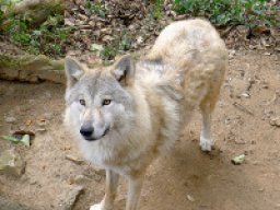 Loup de l&#039;Himalaya